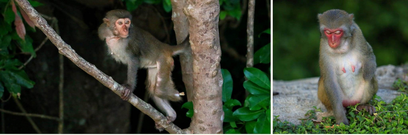 Loạn “bẫy thú” nguy hiểm trong khu bảo tồn Bán đảo Sơn Trà. -0