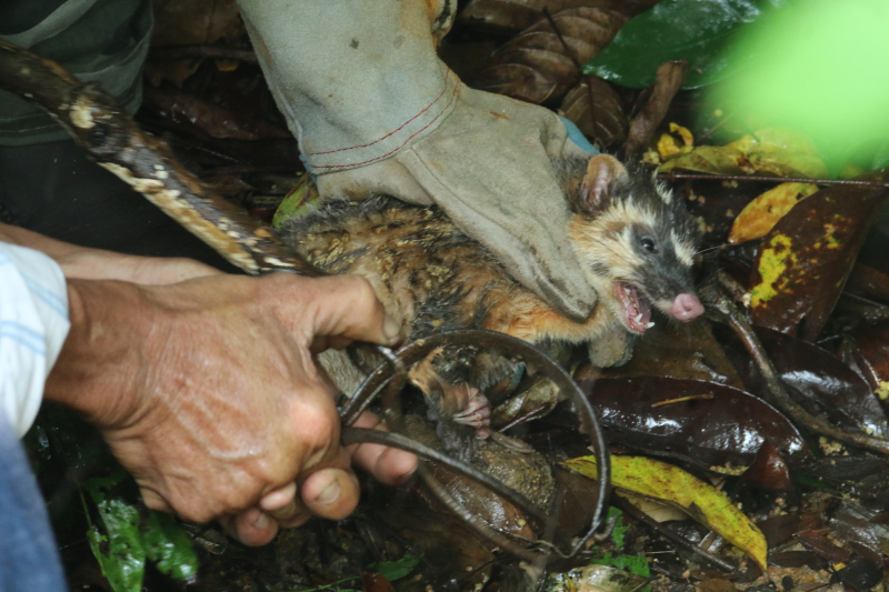 Loạn “bẫy thú” nguy hiểm trong khu bảo tồn Bán đảo Sơn Trà. -2