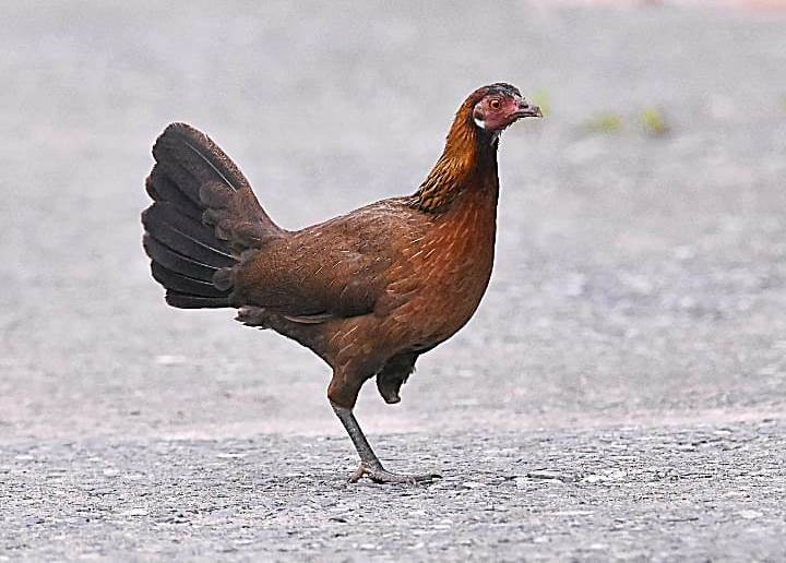 Loạn “bẫy thú” nguy hiểm trong khu bảo tồn Bán đảo Sơn Trà. -0