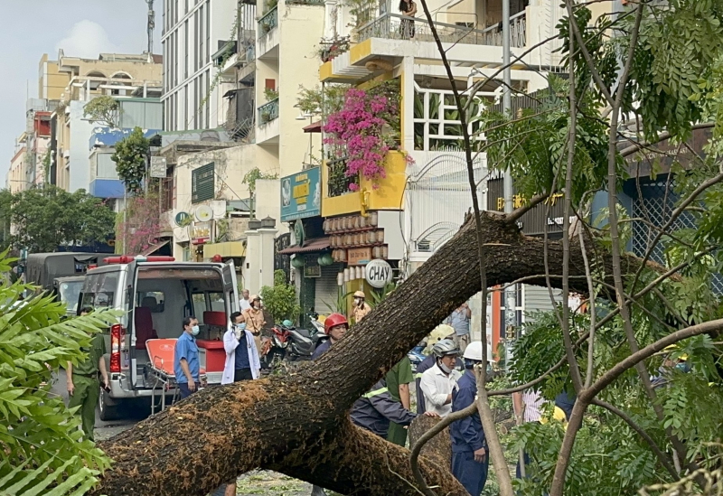 Cây xanh bật gốc trong trường học đè bị thương nhiều phụ huynh -0