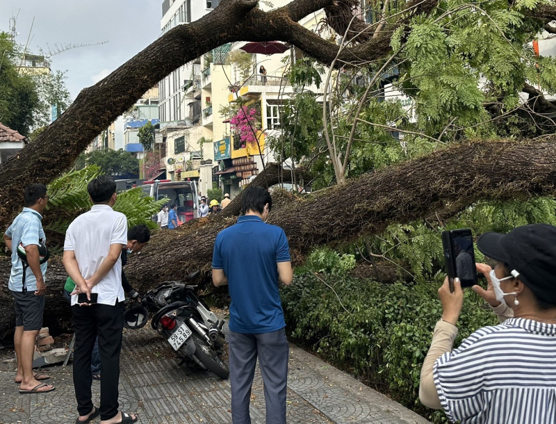Cây xanh bật gốc trong trường học đè bị thương nhiều phụ huynh -0
