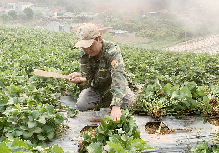 Dâu tây Sơn La hạ giá sập sàn, nông dân rủ nhau phá bỏ -0