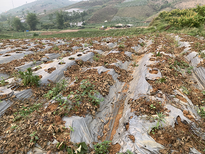 Dâu tây Sơn La hạ giá sập sàn, nông dân rủ nhau phá bỏ -0