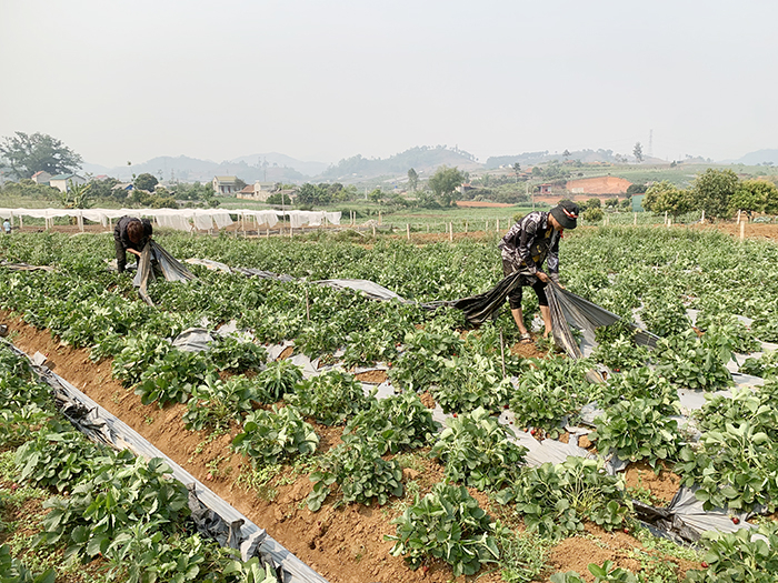 Dâu tây Sơn La hạ giá sập sàn, nông dân rủ nhau phá bỏ -0