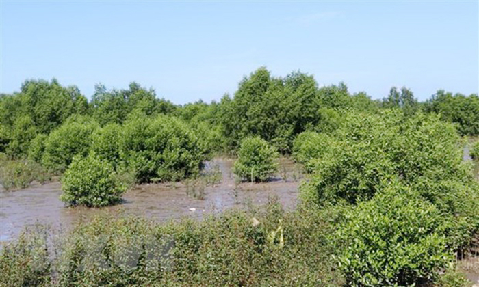 Tăng cường bảo tồn, phục hồi đa dạng sinh học tại Kiên Giang -0