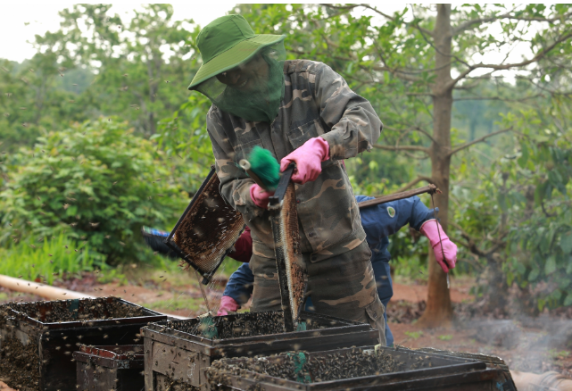 Mùa con ong đi lấy mật -0