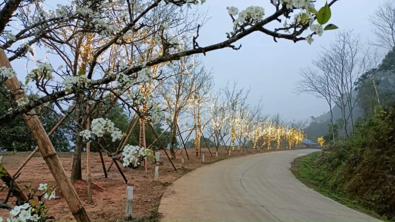 cung đường hoa 9-lê kỷ lục ở xã hồng thái.jpg -0