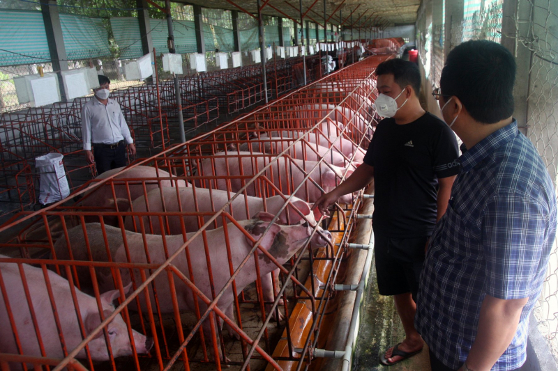 Kiểm tra môi trường đối với gần 10 nghìn cơ sở chăn nuôi -0