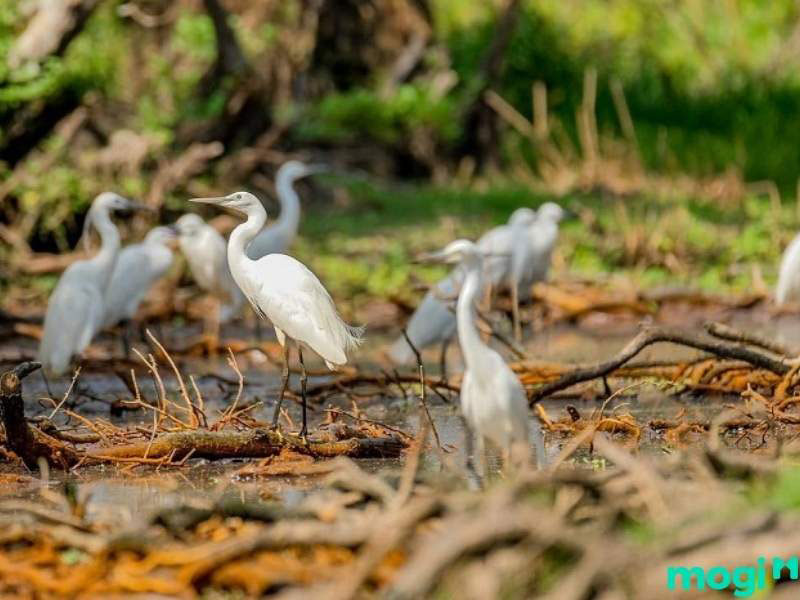 Trà Sư - quảng bá du lịch trên nền tảng công nghệ số -0