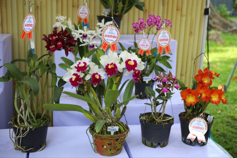 Khai mạc Festival Hoa Lan TP Hồ Chí Minh lần 2 -0