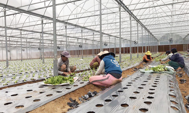 Nông sản Việt vượt nửa vòng trái đất chinh phục khách hàng -0