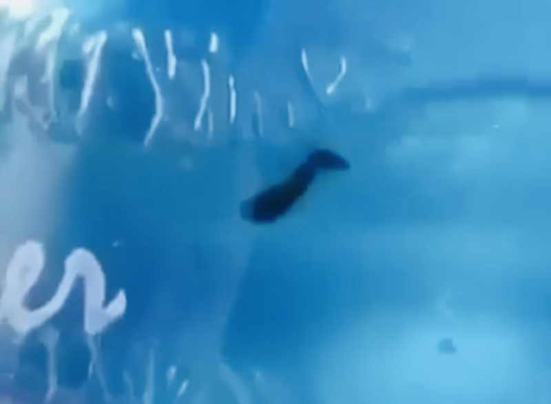 Cô trò tá hoả khi phát hiện đỉa bơi trong bình nước uống còn nguyên tem -0