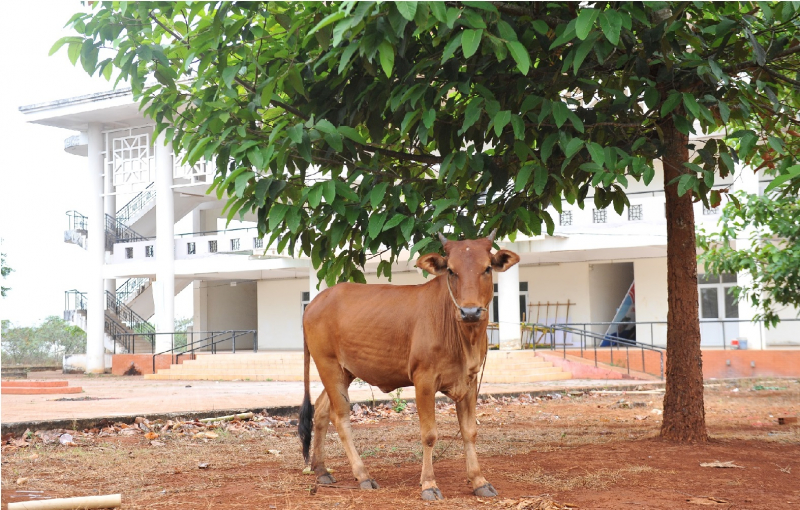 Cận cảnh Trung tâm thanh thiếu niên gần 62 tỷ đồng thành bãi chăn bò -0