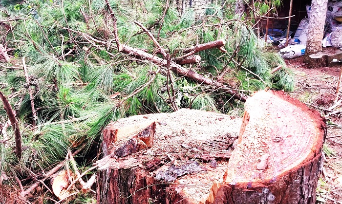Cưa hạ 1 cây thông bị phạt 20 triệu đồng -0