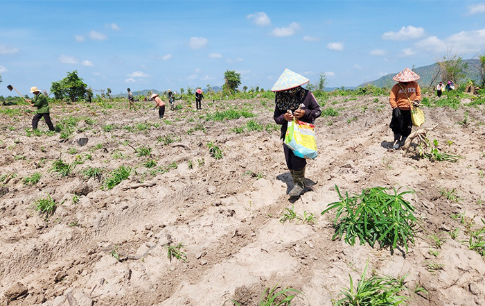 Cần đảm bảo quyền lợi cho người dân bị ủi đất, chặt phá cây trồng -0