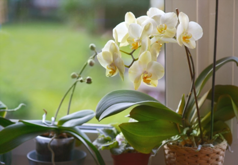 Gần 400 tác phẩm hoa lan của các nghệ nhân cả nước tham gia Lễ hội Hoa Lan Đà Nẵng -0