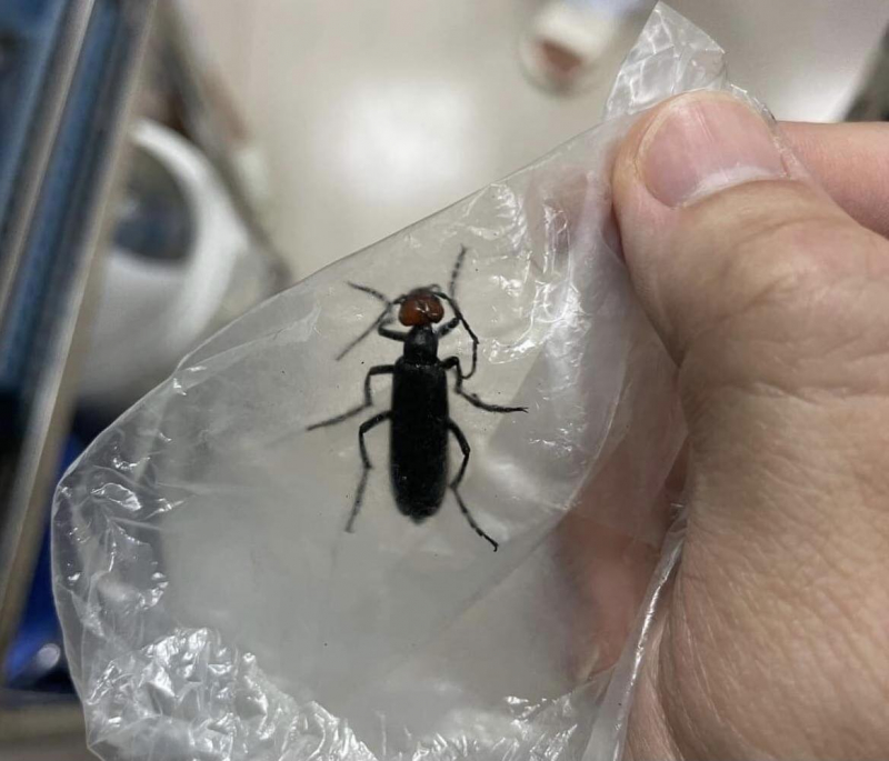 3 người ở Lạng Sơn nguy kịch vì ăn côn trùng lạ -0