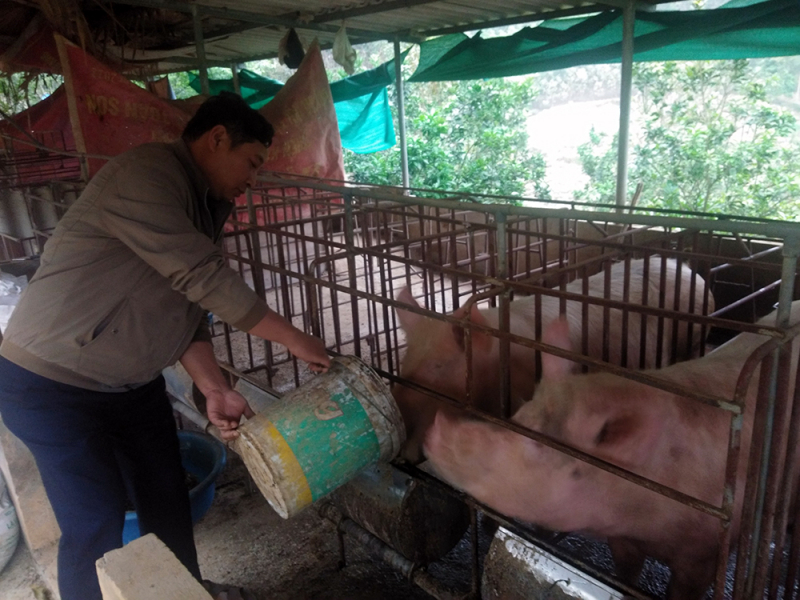 anh bàn văn sơn làm chủ cơ sở kinh doanh lợn bản.jpg -0