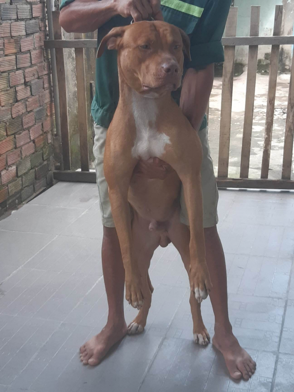 Chó dữ cắn chết người: Báo động đỏ về loài dị thú -0