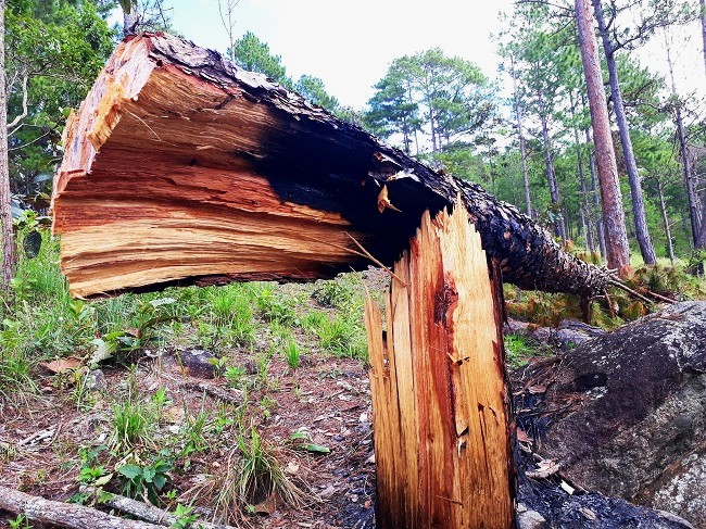 Doanh nghiệp nợ 257 tỷ đồng tiền bồ thường tài nguyên rừng ở Lâm Đồng -0