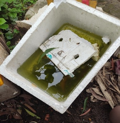 Nguy cơ dịch sốt xuất huyết từ những đồ vật bị bỏ quên -0