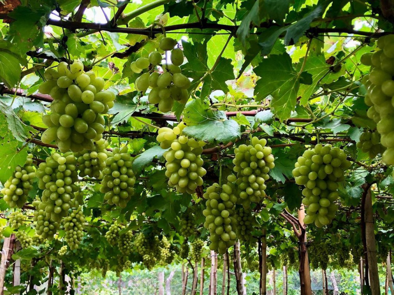 Hàng ngàn du khách đến với Lễ hội Nho - Vang Ninh Thuận -0