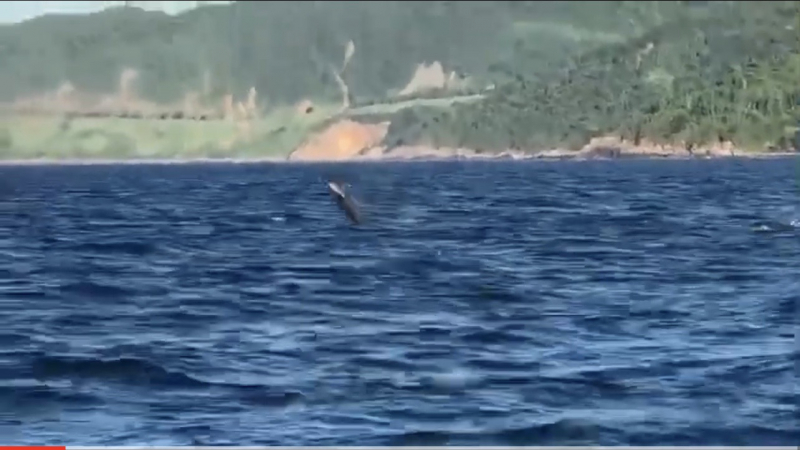 Đàn cá heo xuất hiện tại bán đảo Sơn Trà (Đà Nẵng) -0