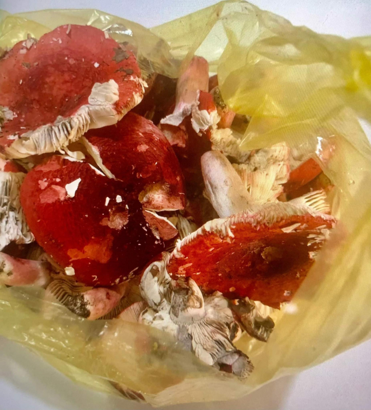 Mua nấm ngoài chợ về ăn bị ngộ độc dẫn đến suy thận cấp  -0