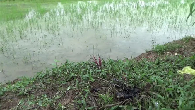 Giăng điện bẫy chuột khiến 2 người thương vong -0