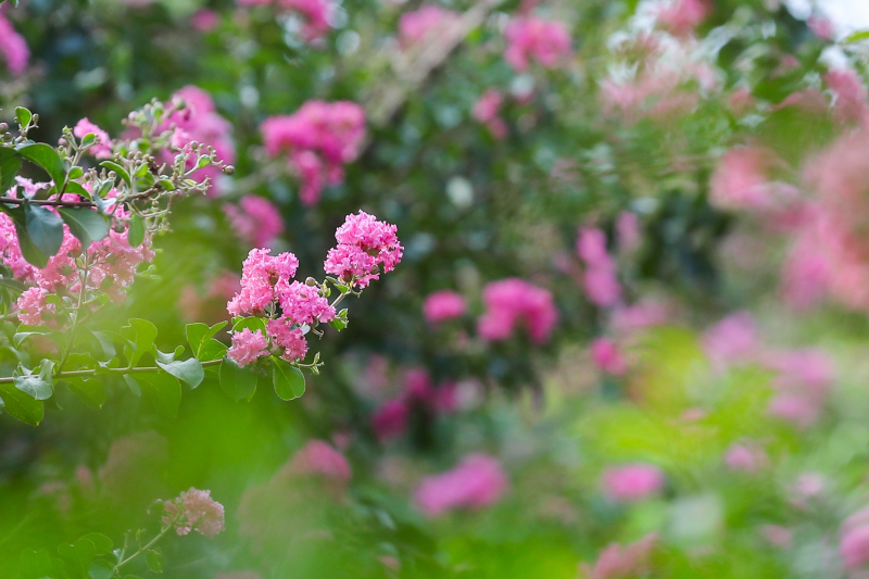 Multiflora rose park in Hanoi attracts young people -0