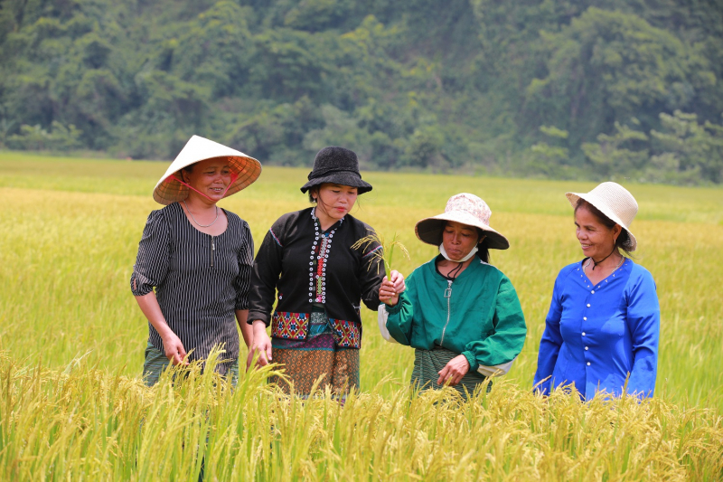 Hướng Việt hồi sinh sau trận lụt lịch sử -0