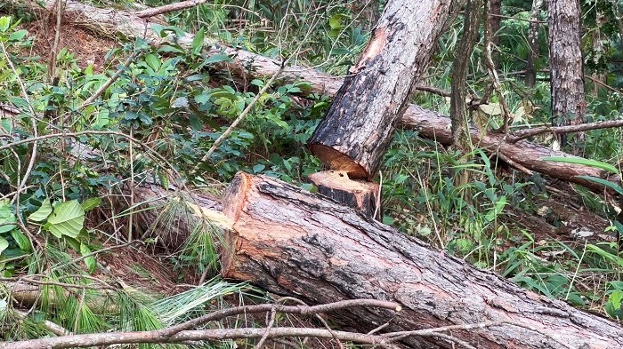 Bắt hai đối tượng ngang nhiên cưa phá rừng thông -0