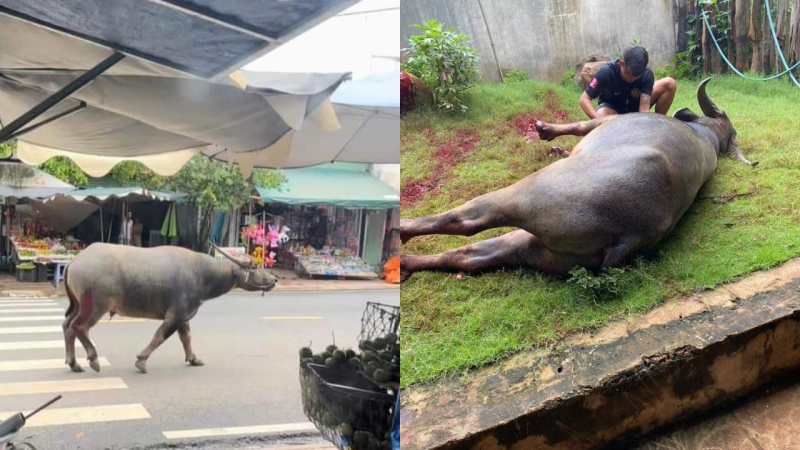 Khống chế trâu điên húc bị thương người đi đường -0