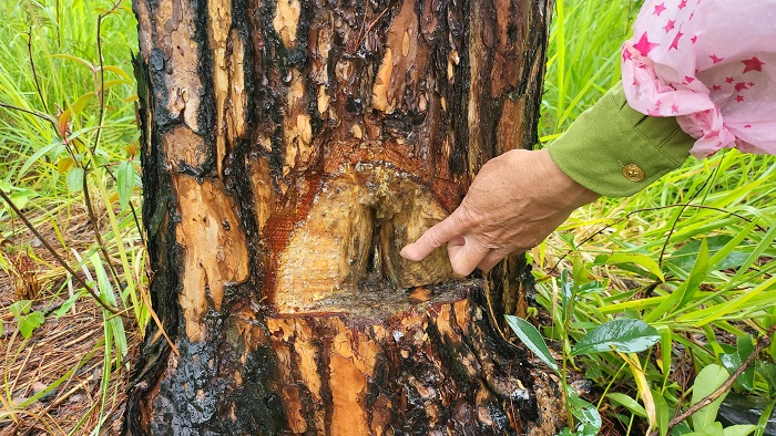 Chủ tịch xã thứ 3 ở Lâm Đồng bị tạm đình chỉ công tác -0