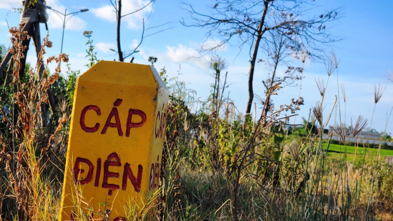 Loạt cây xanh đô thị trên Tỉnh lộ 28 bị khô héo, chết sau khi bứng đi trồng lại -0