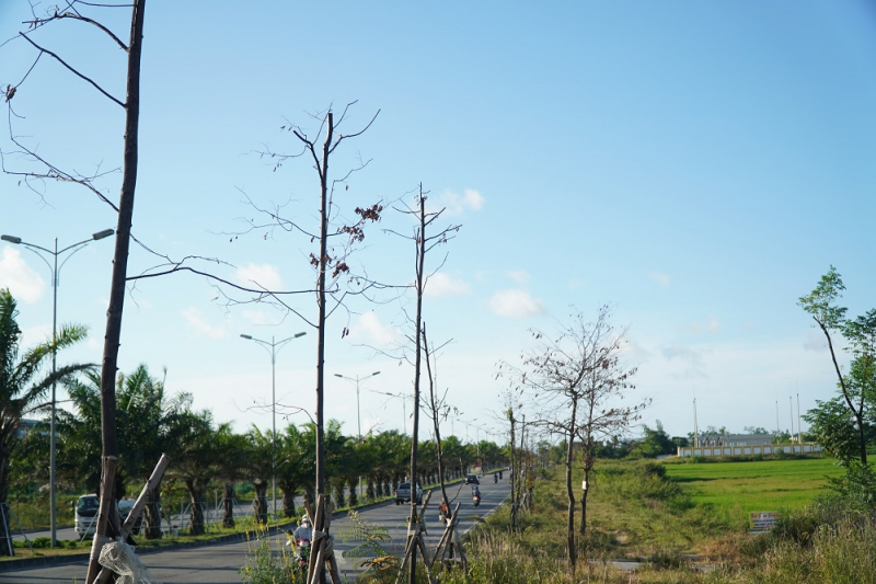 Loạt cây xanh đô thị trên Tỉnh lộ 28 bị khô héo, chết sau khi bứng đi trồng lại -0