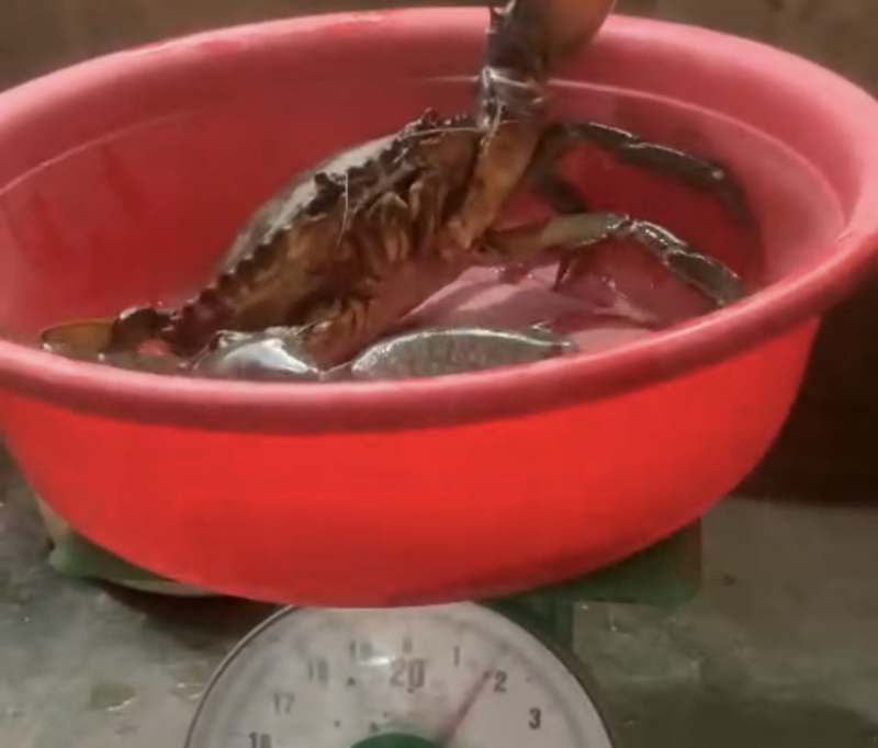 Anh nông dân ở Sóc Trăng bắt được con cua khủng  -0