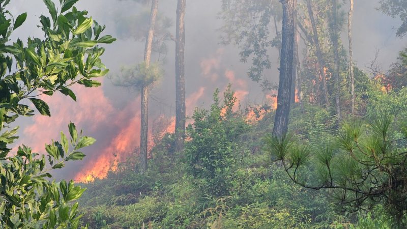 Khống chế vụ cháy rừng thông ở Thừa Thiên-Huế  -1