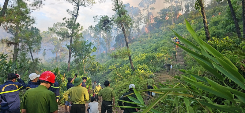 Khống chế vụ cháy rừng thông ở Thừa Thiên-Huế  -1
