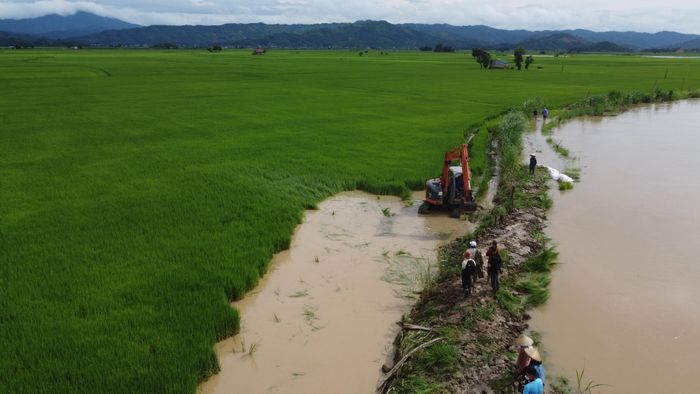 Vỡ đê bao, hàng nghìn ha lúa có nguy cơ bị ngập úng -0