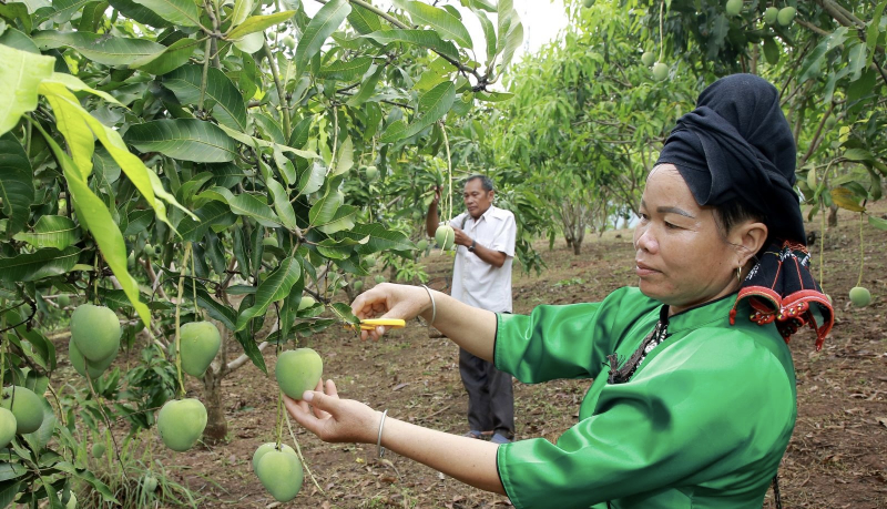 Hỗ trợ Sơn La tiêu thụ xoài, nhãn -0