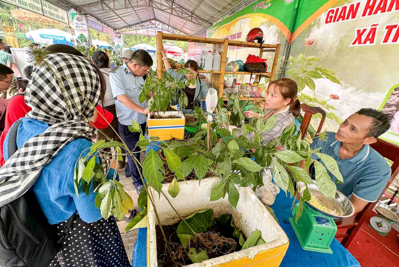 Sâm Ngọc Linh mở lối làm giàu cho bà con miền núi Quảng Nam -0