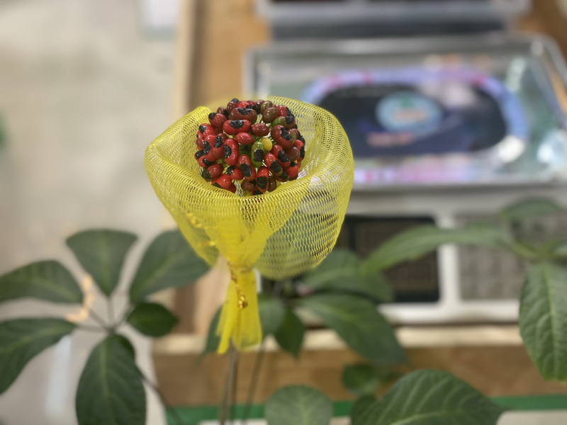 Sâm Ngọc Linh mở lối làm giàu cho bà con miền núi Quảng Nam -0