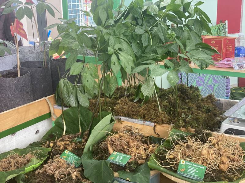 Sâm Ngọc Linh mở lối làm giàu cho bà con miền núi Quảng Nam -0