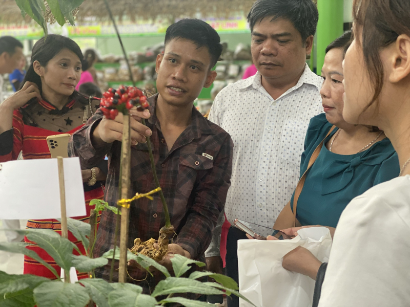 Sâm Ngọc Linh mở lối làm giàu cho bà con miền núi Quảng Nam -0