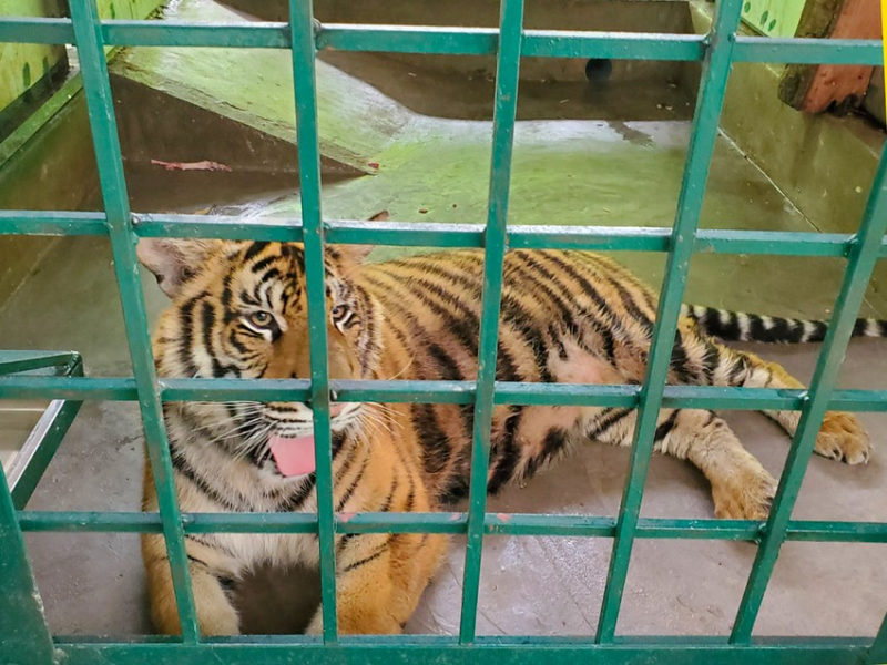 Tiêm phòng Vaccine và di dời 7 cá thể hổ về khu chuồng mới ở Phong Nha Kẻ Bàng -0