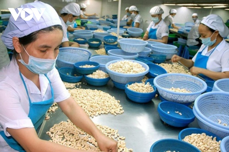 Cashew nut exports projected to enjoy robust growth in subsequent months -0