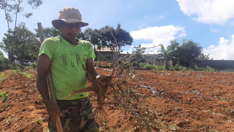 Làm rõ nguyên nhân cây sâm dược liệu ở Thừa Thiên-Huế chết hàng loạt -0