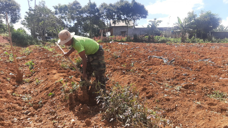 Làm rõ nguyên nhân cây sâm dược liệu ở Thừa Thiên-Huế chết hàng loạt -0