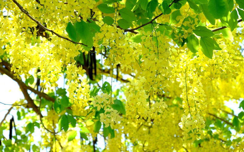 Không bới lông tìm vết -0